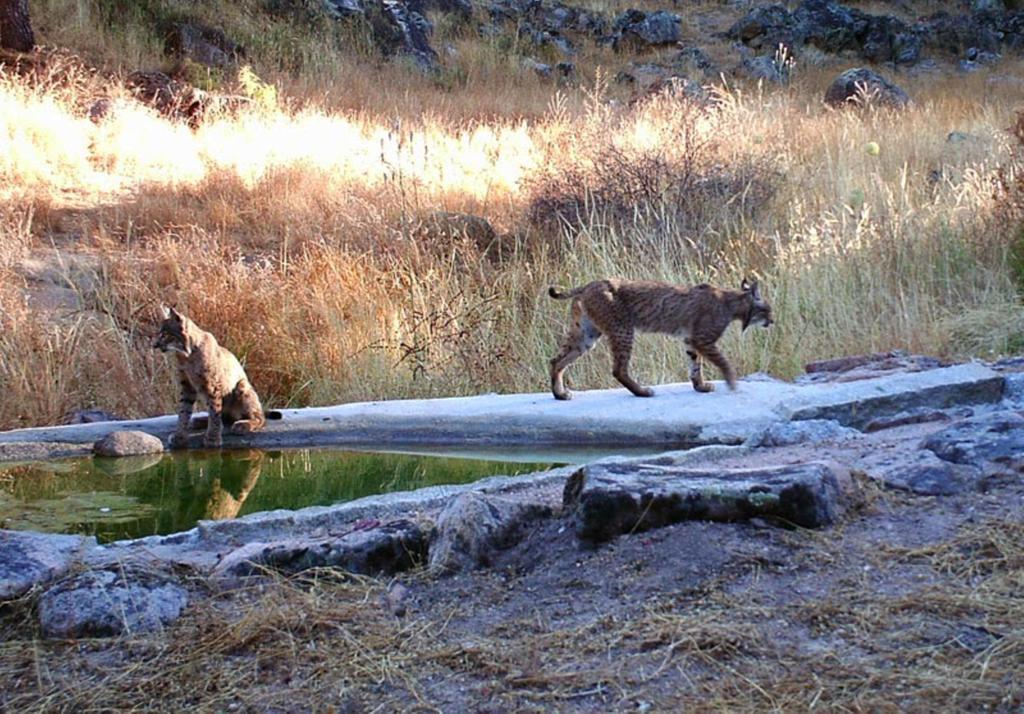 Sierra De Andujar 2*